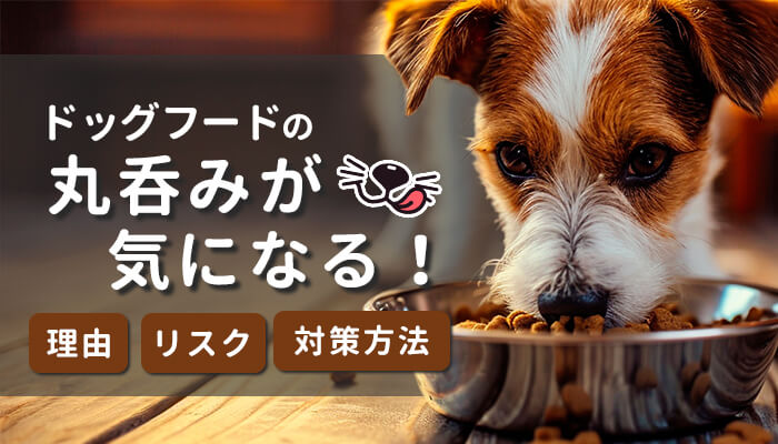 愛犬のドッグフードの丸呑みが気になる！理由・リスク・対策方法を解説