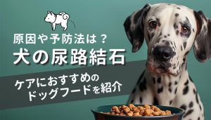 犬の尿路結石の原因や予防法は？ケアにおすすめのドッグフードを紹介