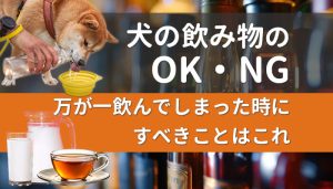 犬の飲み物のOK・NGを解説！万が一飲んでしまった時にすべきことはこれ