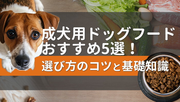 成犬用ドッグフードのおすすめ5選！選び方のコツと基礎知識も紹介