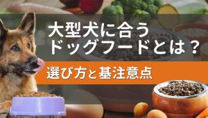 大型犬に合うドッグフードの選び方や注意すべき点は？おすすめ9選はこれ