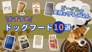 ビーグル犬におすすめのドッグフード10選！成分や与える量を詳しく解説