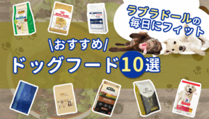 ラブラドールレトリバーにおすすめのドッグフード10選！選び方・あげ方のコツも